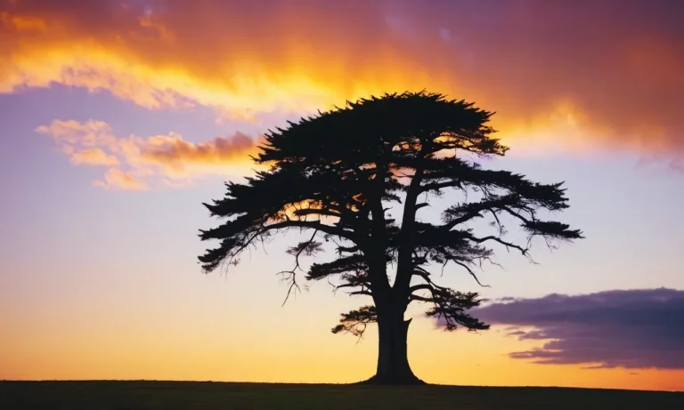 The Spiritual Meaning And Symbolism Of Cypress Trees