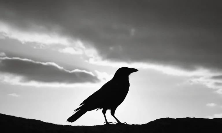 What Does It Mean Spiritually If You See A Dead Crow?