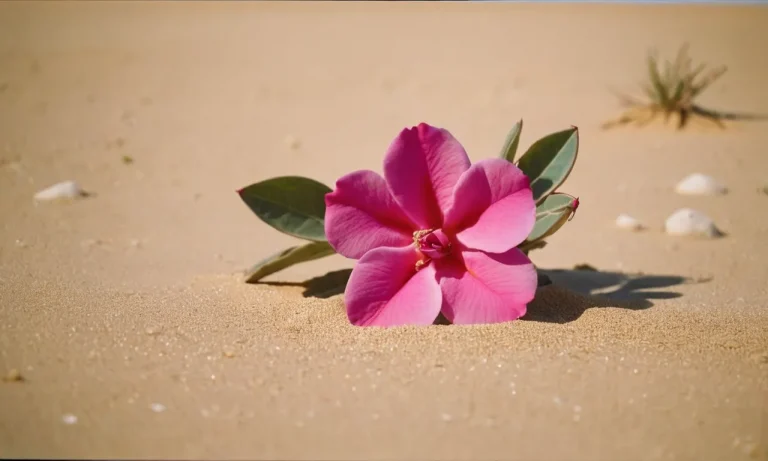 Desert Rose Spiritual Meaning: An In-Depth Guide
