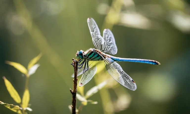 The Spiritual Meaning Of Seeing A Dragonfly After Someone’S Death