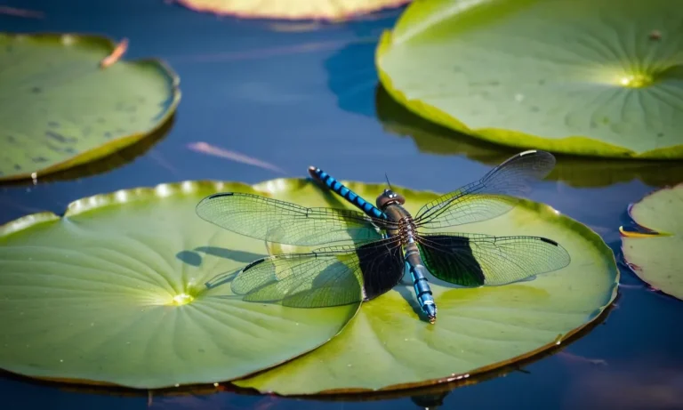 The Spiritual Meaning And Symbolism Of The Ebony Jewelwing Damselfly