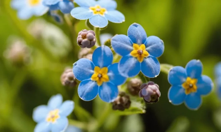 The Spiritual Meaning And Symbolism Of The Forget-Me-Not Flower