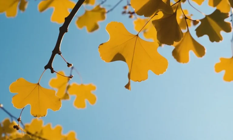 The Spiritual Meaning And Symbolism Of The Ginkgo Leaf