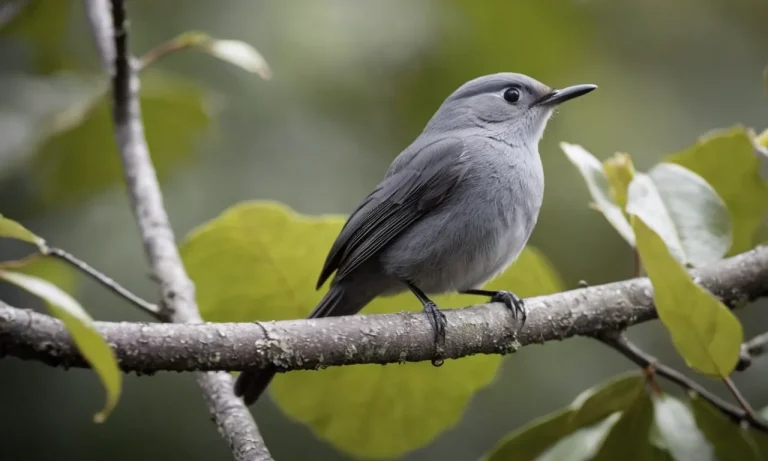 The Spiritual Meaning And Symbolism Of The Gray Catbird