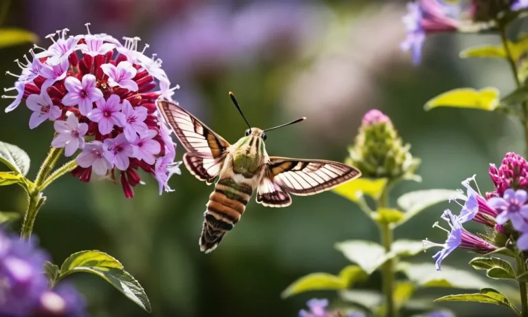 The Spiritual Meaning Of The Hummingbird Moth