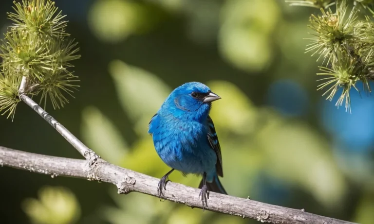 The Spiritual Meaning And Symbolism Of The Indigo Bunting
