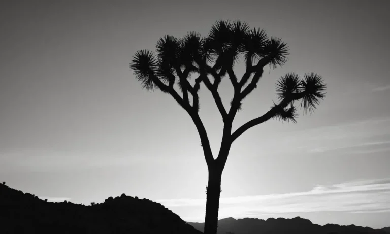 The Spiritual Meaning And Symbolism Of The Joshua Tree