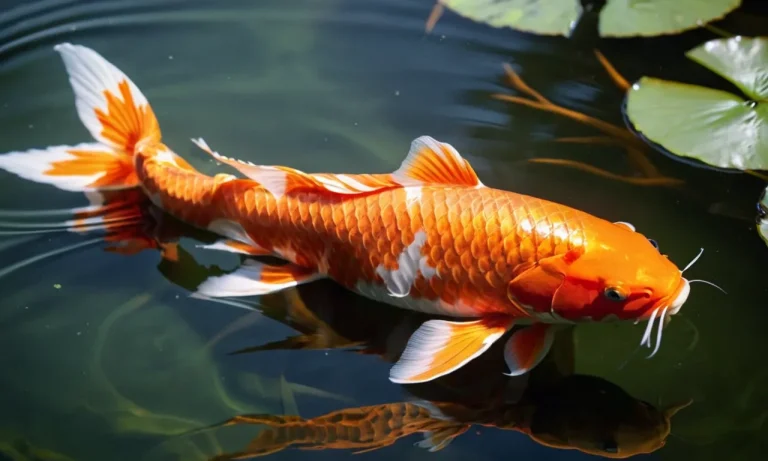 The Spiritual Meaning And Symbolism Of Koi Fish
