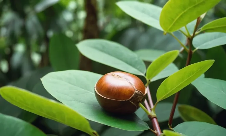 The Spiritual Meaning And Symbolism Of The Kukui Nut