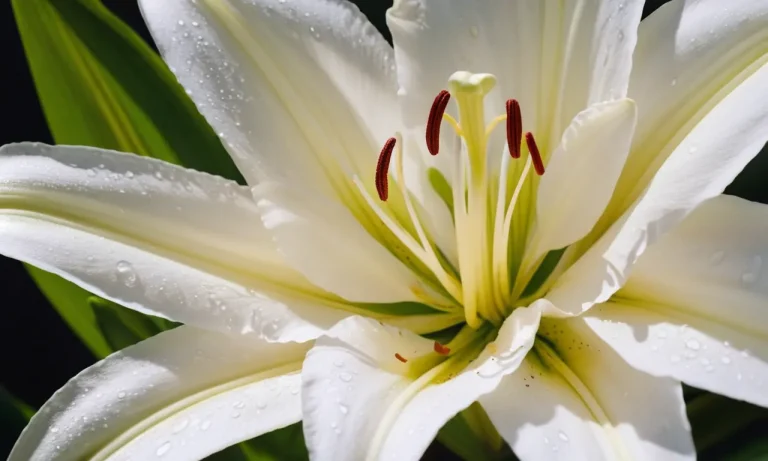 The Spiritual Meaning And Symbolism Of Lily Flowers