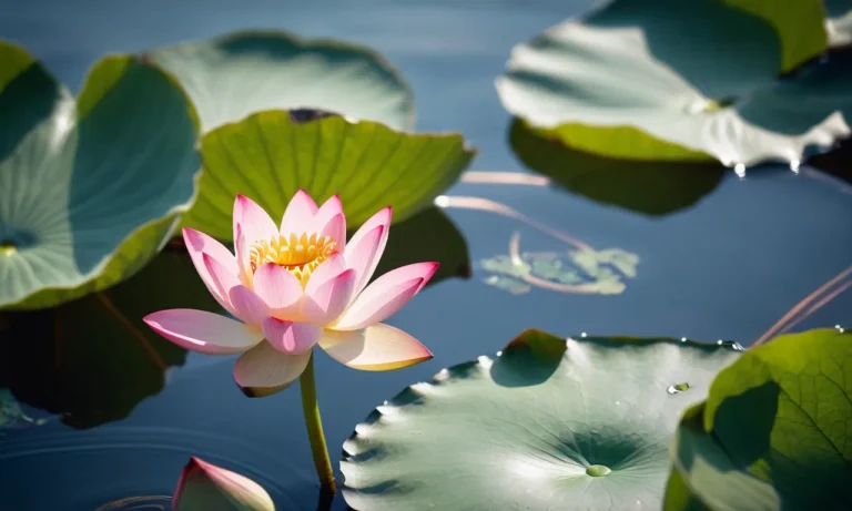 The Spiritual Meaning And Symbolism Of The Lotus Embryo