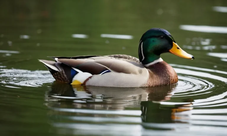 The Spiritual Meaning And Symbolism Of Mallard Ducks