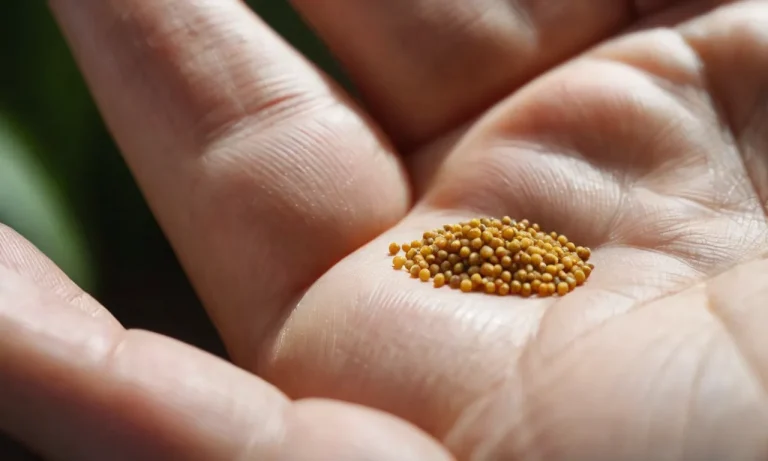 The Spiritual Meaning And Significance Of The Mustard Seed