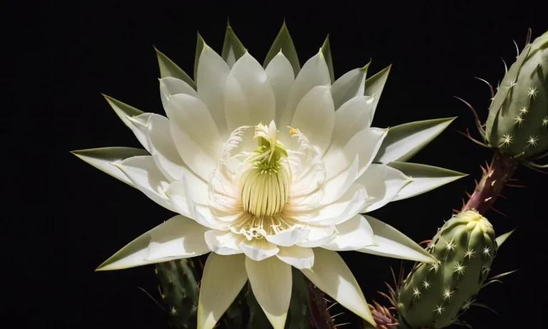 Unlocking The Mystical Meaning Of The Night Blooming Cereus