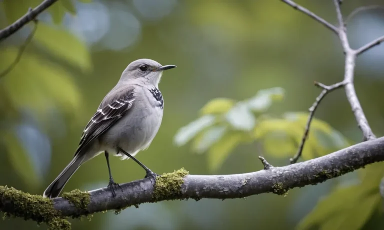 The Spiritual Meaning And Symbolism Of The Northern Mockingbird