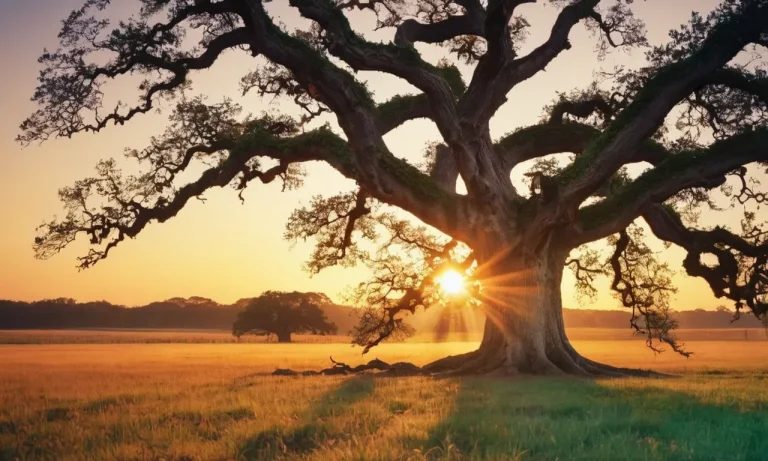 The Spiritual Meaning And Symbolism Of Oak Trees