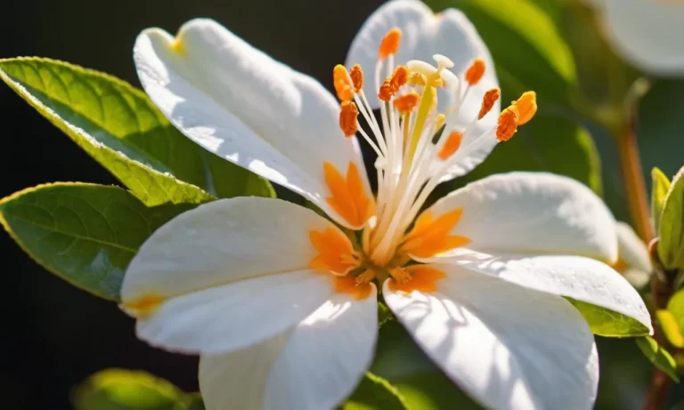 Orange Blossom Spiritual Meaning: A Comprehensive Guide