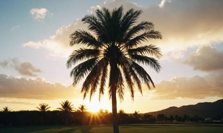 Palm Tree Symbolism And Spiritual Meaning