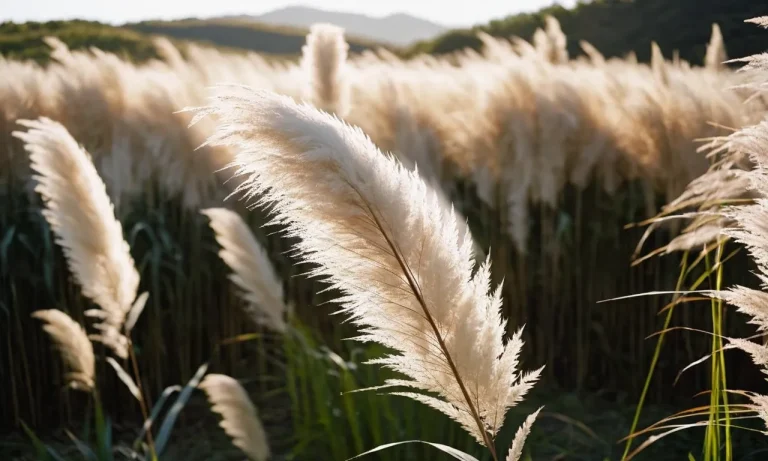 The Spiritual Meaning And Symbolism Of Pampas Grass