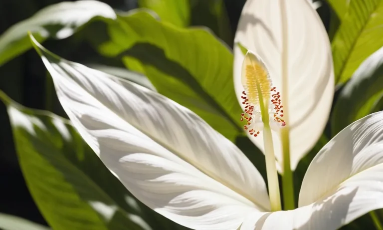 The Deeper Meaning Behind The Peace Lily