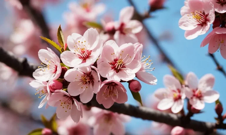 The Spiritual Meaning And Symbolism Of Peach Blossoms