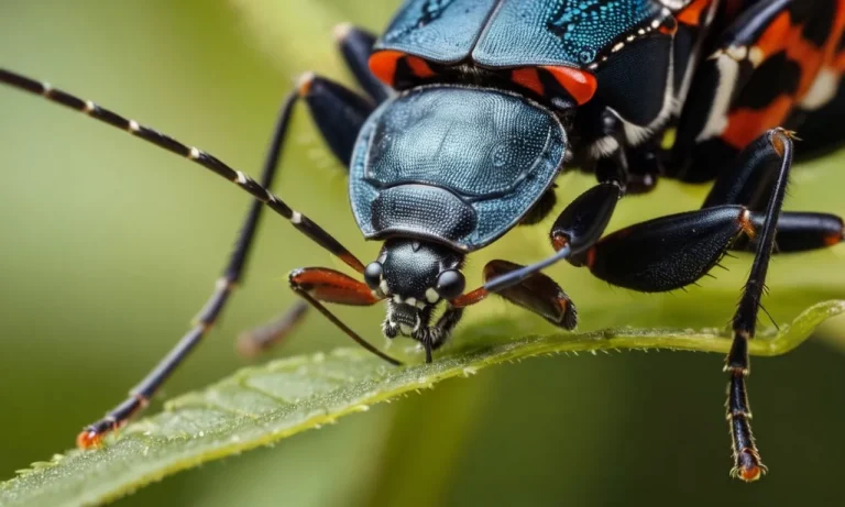 The Spiritual Meaning And Symbolism Of Pincher Bugs
