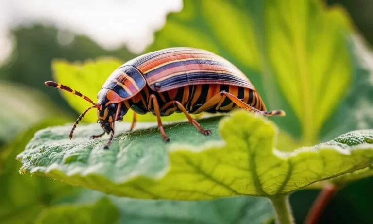 Potato Bug Spiritual Meaning: A Complete Guide