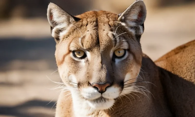 Puma Spirit Animal Meaning