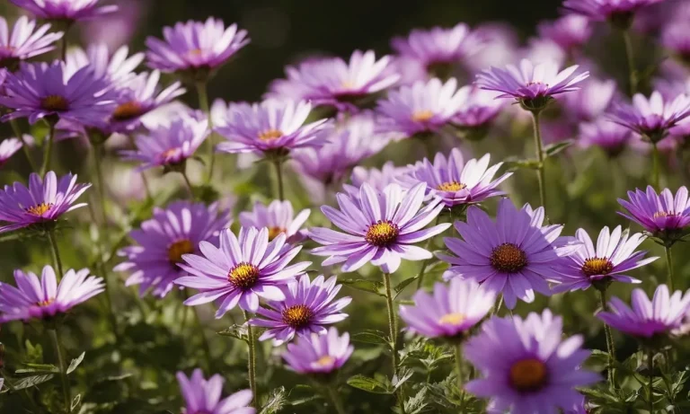 The Spiritual Meaning And Symbolism Of Purple Flowers