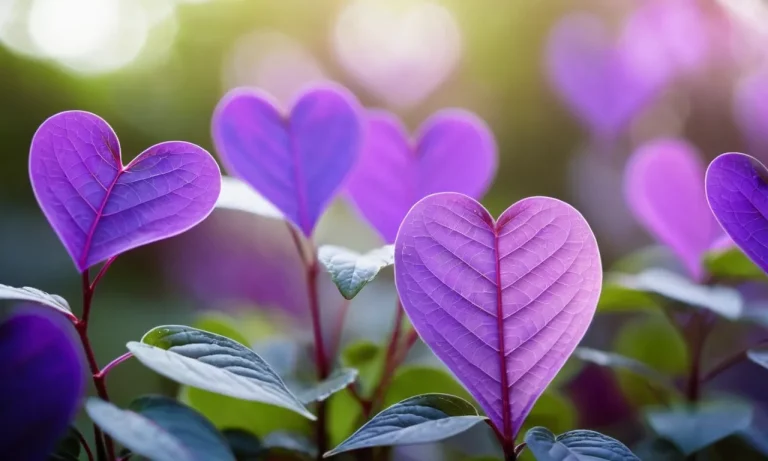 The Spiritual Meaning And Symbolism Of The Purple Heart Plant