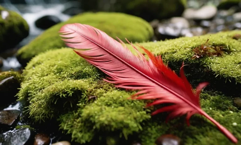 The Spiritual Meaning And Symbolism Of Red Feathers