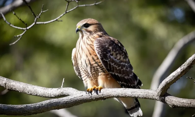 Red Shouldered Hawk Spiritual Meaning: A Complete Guide