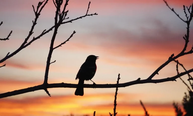 Red Winged Blackbird Spiritual Meaning: A Complete Guide