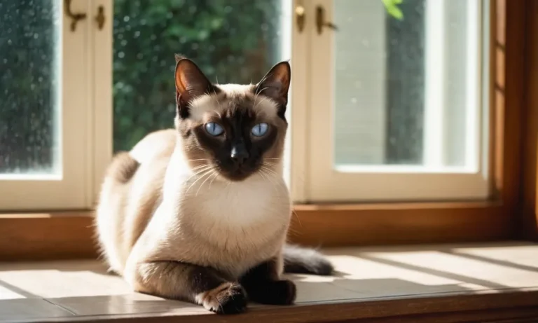 The Spiritual Meaning And Symbolism Of Siamese Cats