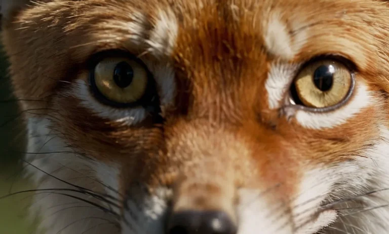 The Spiritual Meaning Of Foxes: A Complete Guide
