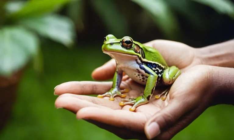 The Spiritual Meaning Of A Frog Jumping On You