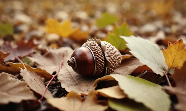 The Spiritual Meaning And Symbolism Of Acorns