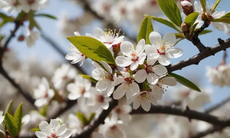 The Spiritual Meaning And Symbolism Of The Almond Tree