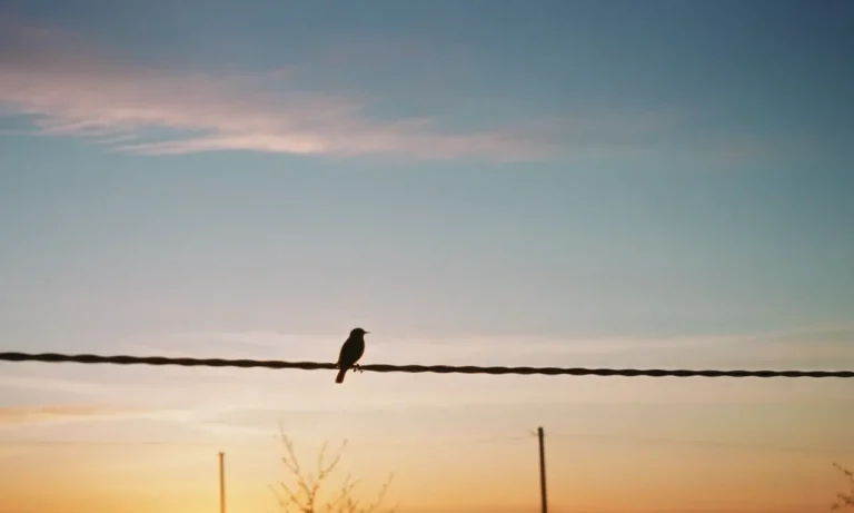 The Deeper Meaning Of A Bird Perched On A Wire