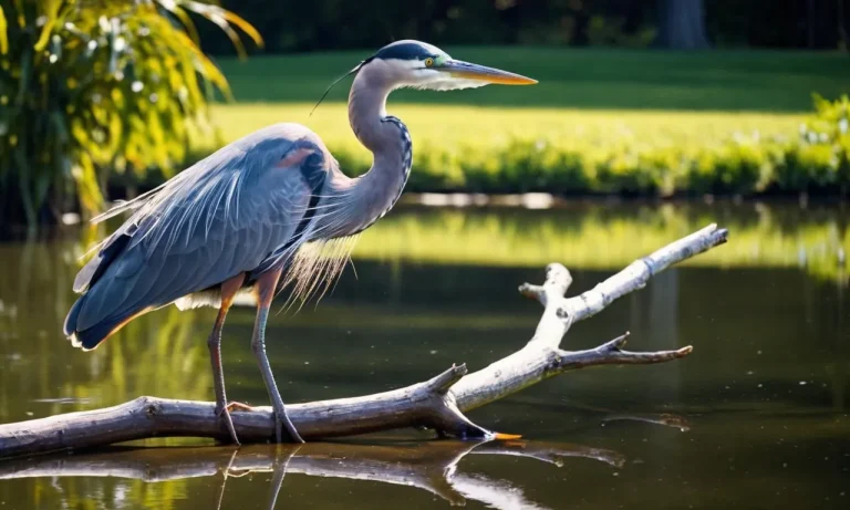 The Spiritual Meaning And Symbolism Of The Blue Heron
