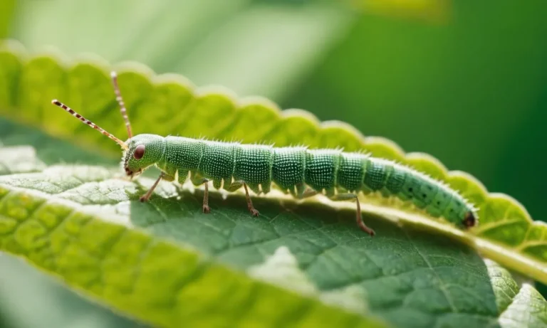 The Spiritual Meaning And Symbolism Of Cankerworms
