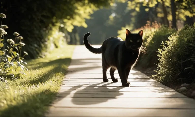 The Spiritual Meaning Of A Cat Crossing Your Path