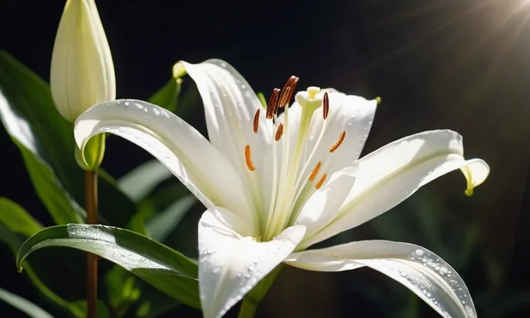 The Spiritual Meaning Of Flowers In The Bible