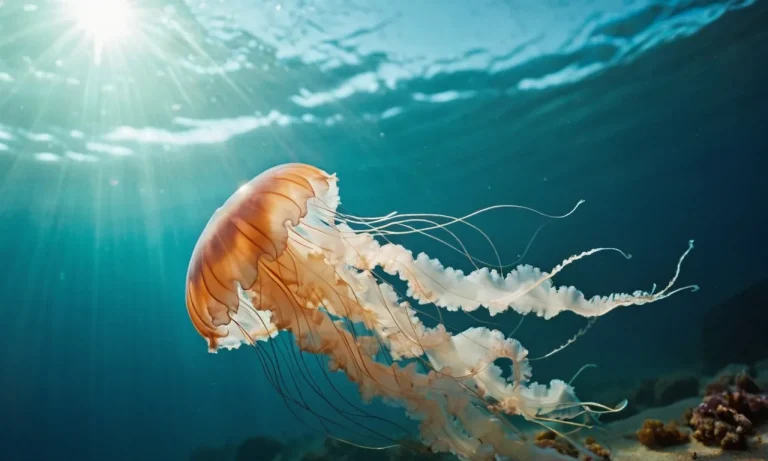 The Spiritual Meaning And Symbolism Of Jellyfish