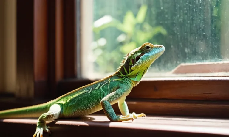 What Does It Mean Spiritually If You Have Lizards In Your House?