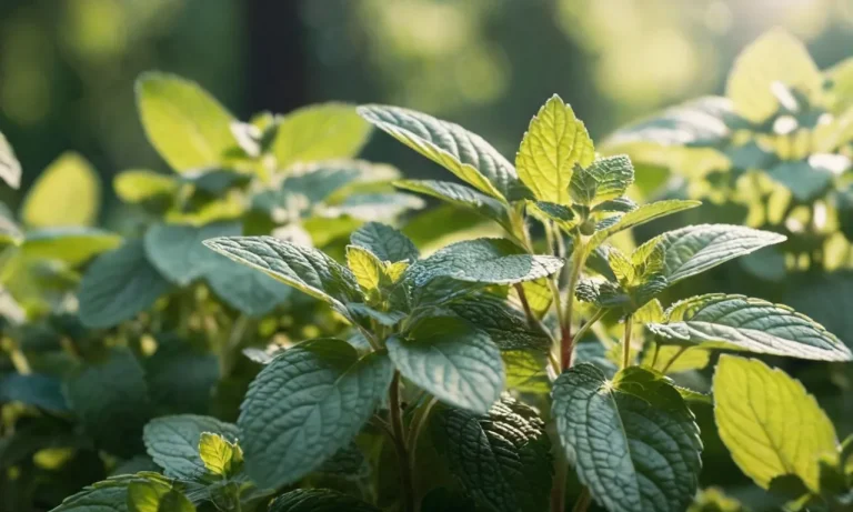 The Spiritual Meaning And Symbolism Of Mint