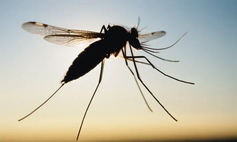 The Ecological Role Of Mosquitoes