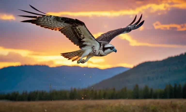 The Spiritual Meaning And Symbolism Of The Osprey
