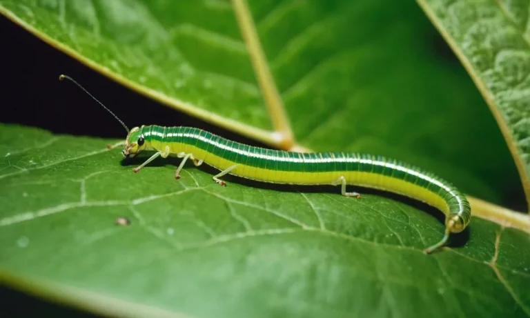 The Spiritual Meaning Of The Palmerworm