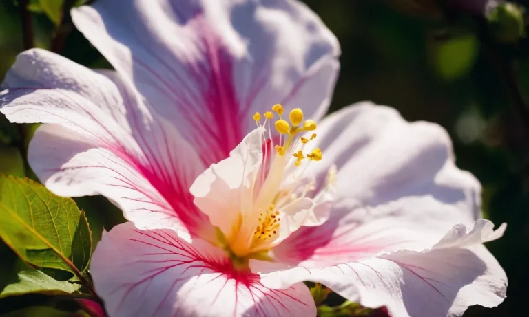 Uncovering The Deeper Significance Of The Rose Of Sharon